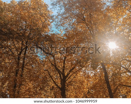 Trees with autumn leaves
