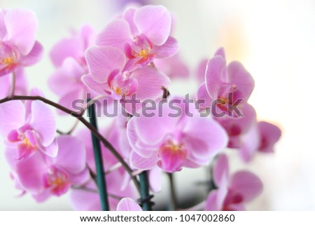 All pink flowers
