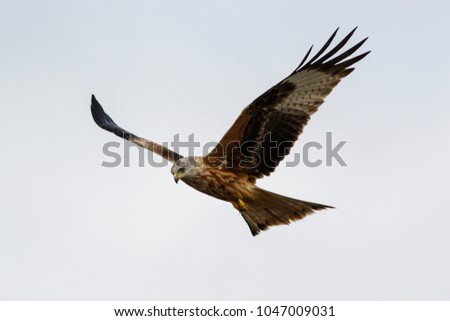 Red Kite (Milvus milvus), in flight, Castile and Leon, Spain.