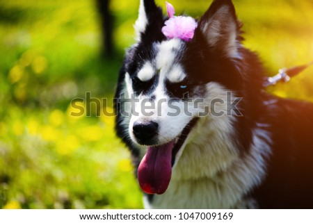 Funny husky dog lying on the grass, spring time