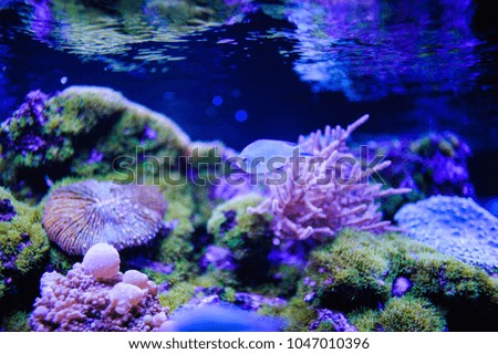 Coral and sea fish. Underwater picture with great variety of fish