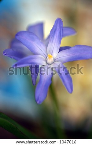 closeup picture of a blue  flower
