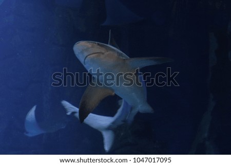 shark in ocean