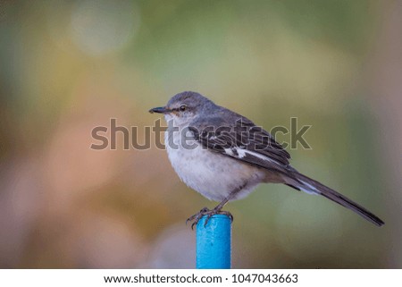 Northern Mockingbird - Mimus Polyglottos-  Close-Up