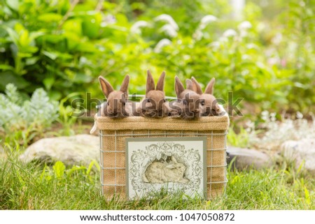 Four brown bunnies in a wire basket