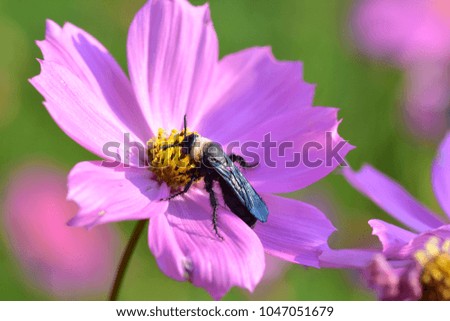 Insect on pink flowers,Cosmos flowers