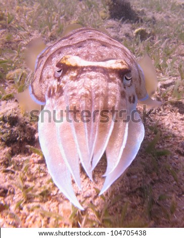 Pharao Cuttlefish (Sepia phahaonis)