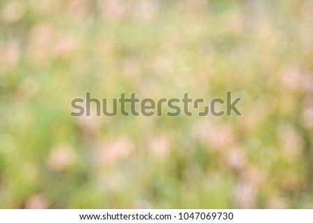 Abstract nature blurred background and bokeh