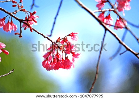 Pink Cherry Blossom, Thailand 