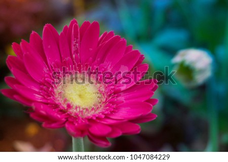 Calendula pink flowers in the garden - Soft focus
