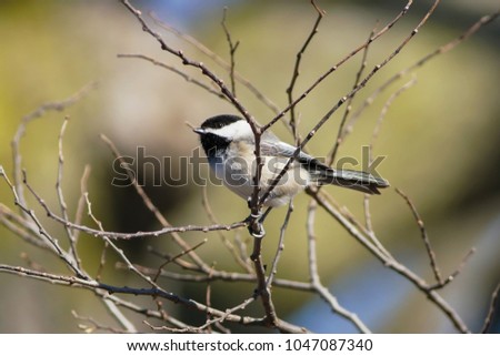 Beautiful small bird with nice colors on the background. Extremely  sharp picture captured with one of the sharpest lens in the world.