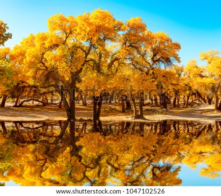 Beautiful autumn landscape,Populus diversifolia tree in China's western regions
