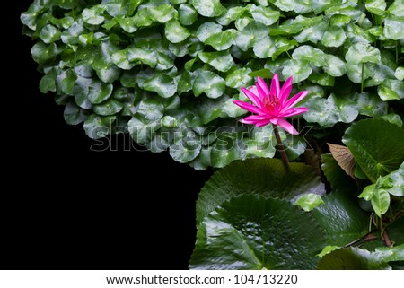 Pink lotus grows in the midst of a lotus leaf, both small and big, beautiful black background.