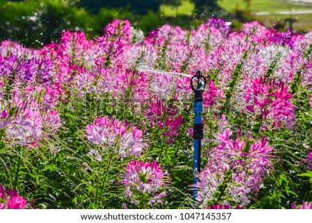 Beautiful pink and white flowers in nature garden.
