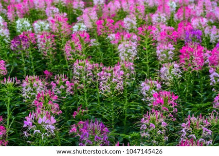 Beautiful pink and white flowers in nature garden.