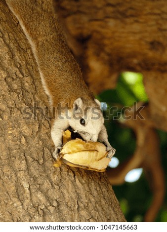 brown squirrel eating banana on the tree