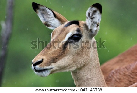 Beautiful Impala Ewe In The Rain