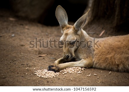 Young Kangaroo with food