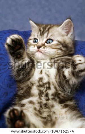  Small scottish fold kitten  