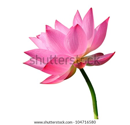 Beautiful lotus(Single lotus flower isolated on white background) Royalty-Free Stock Photo #104716580