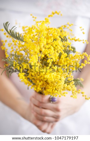 A bouquet of mimosa in the hands. Spring still life.