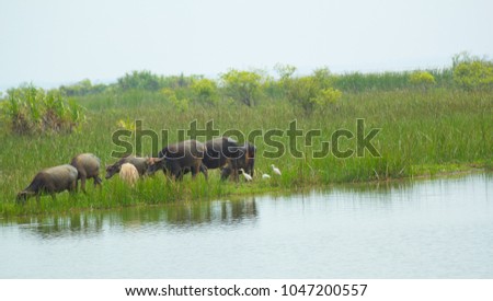 Buffalo and Birds are tricky in the lake. Thailand , Buffalo and egret