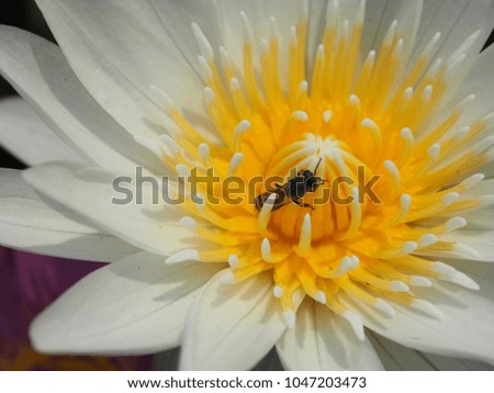 The bee on lotus flower on summer. close up