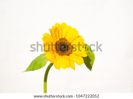 A beautiful flower of Sunflower