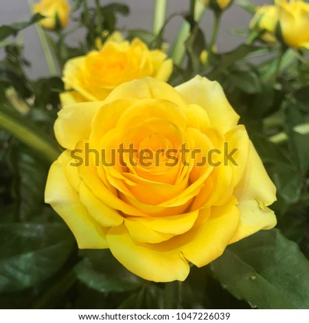 Yellow flower is natural background