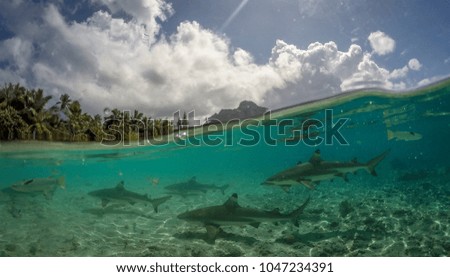 Half Half picture of some black-tip reef sharks in Moorea
