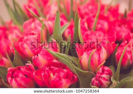 Toned picture of pink parrot tulips bouquet close-up shallow depth of field on beige background 