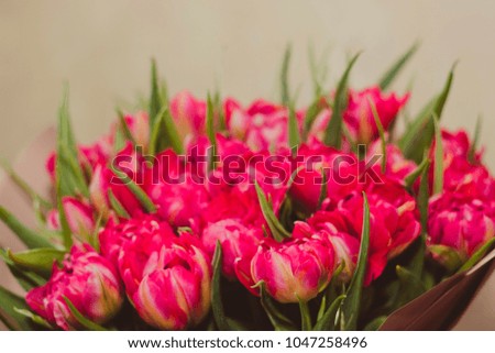 Toned picture of pink parrot tulips bouquet close-up shallow depth of field on beige background 