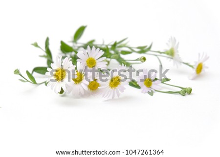 Chamomile garden / white flowers of German chamomile daisy. Royalty-Free Stock Photo #1047261364
