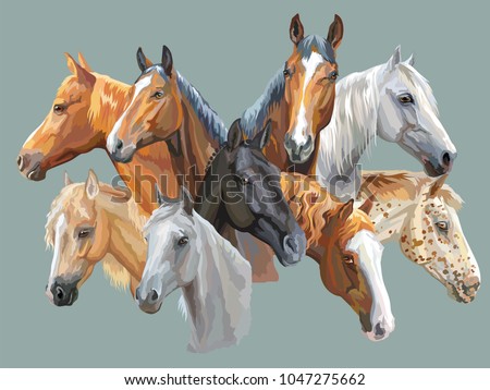 Set of colorful vector portraits of horses breeds (Trakehner horse, Welsh Pony, Orlov Trotter, Arabian horse, Appaloosa horse) isolated on grey background