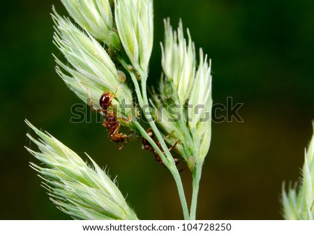 european fire ant, panicles, aphids