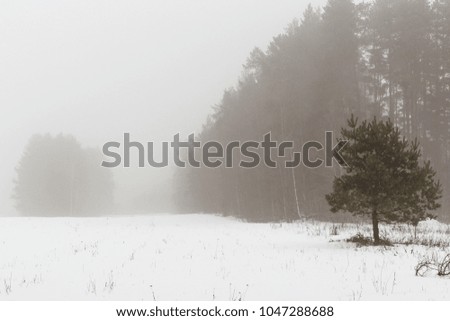 Fogy morning in Lithuanian forest