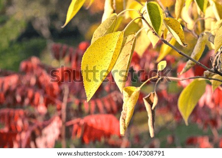 autumn colors around Parma