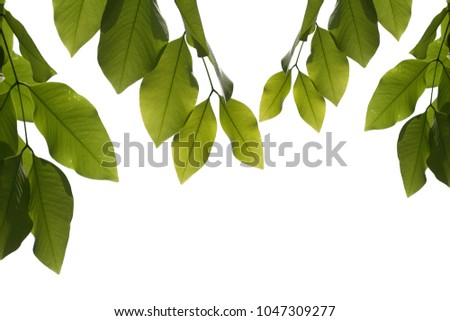 Leafs of Cassia fistula with white background.