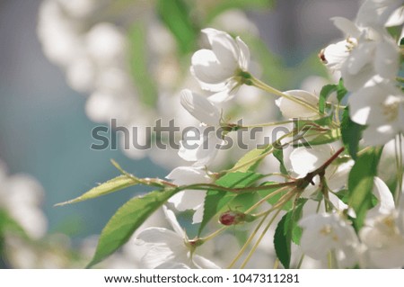 Gentle white flowers on blossoming tree on tender natural background in sunny spring garden