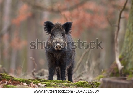wild boar, sus scrofa, Czech republic