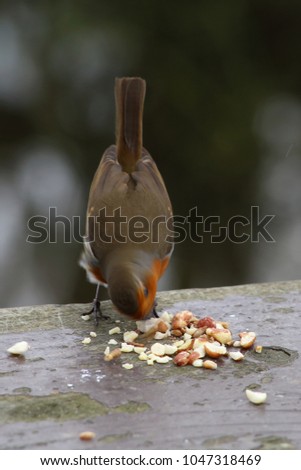Unusual photo showing a robin with a pile of bird food standing perfectly still but quickly whirring its head in a circular motion, causing some blurring, as it searched for the perfect mouthful.