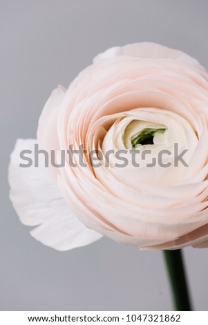 Beautiful fresh blossoming tender pink Ranunculus single flower on the grey wall background, close up view