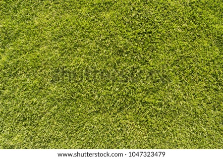 top view shorthaired light green grass under the sun like football field