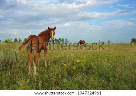 The picture shows a small foal,a field,grass,sky.Foal grazing in the meadow.