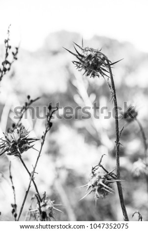 spines in the field
