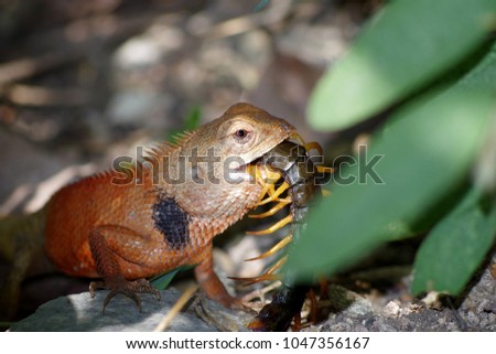 chameleon eat centipede in garden.