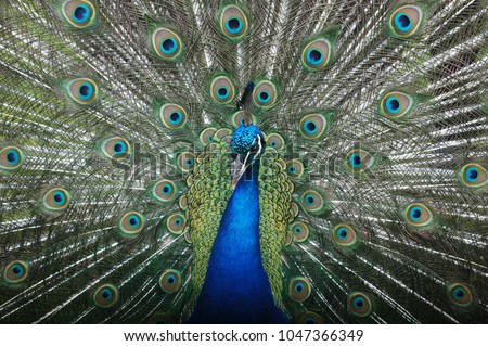 Peacock Dancing Beauty