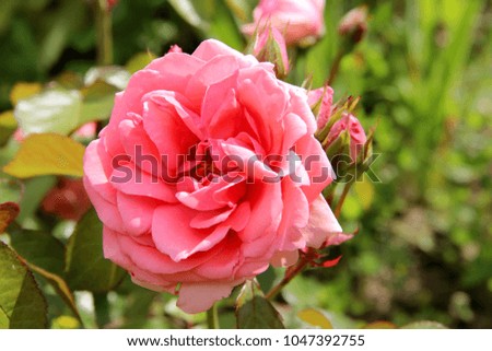 Summer roses in garden