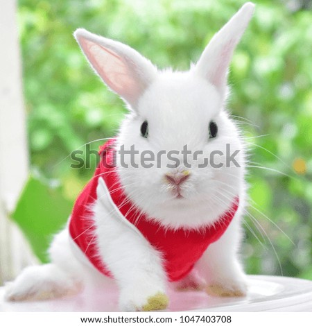 rabbit bunny red pet
