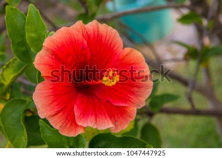 A close shot of a Hibiscus rosa-sinensis, the national flower of Malaysia.